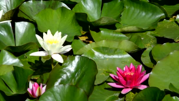 Nymphaea on a pond in sunshine. — Stock Video