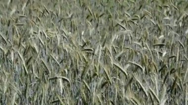 Grainfield Temmuz ayında