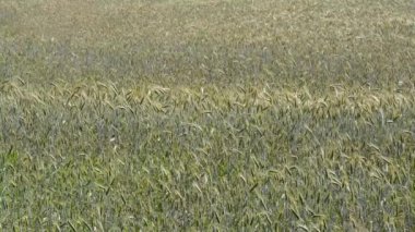 Grainfield Temmuz ayında