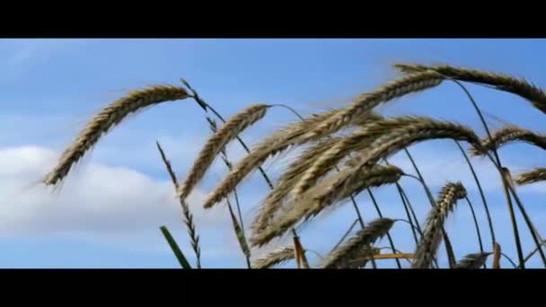 Grainfield i juli — Stockvideo