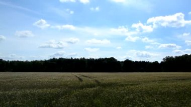 Bir grainfield hızlı hareket