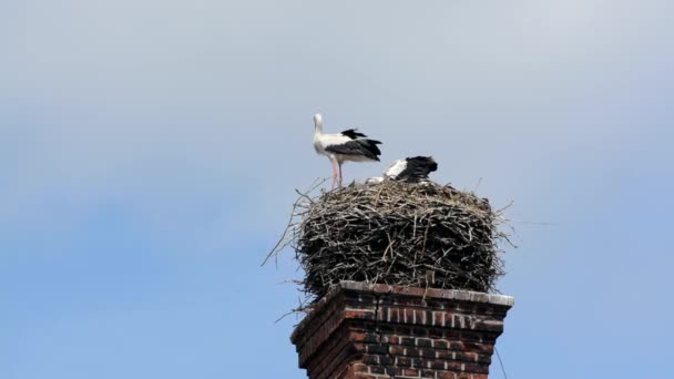 Storch auf dem Nest — Stockvideo