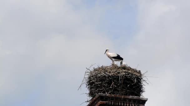 Mouvement rapide des cigognes dans le nid — Video