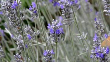Böcekler Lavandula üzerinde