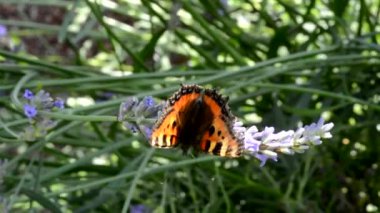 Kelebek Lavandula üzerinde