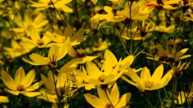 Böcekler üzerinde bir büyük