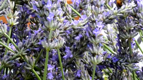 Insects on Lavandula — Stock Video