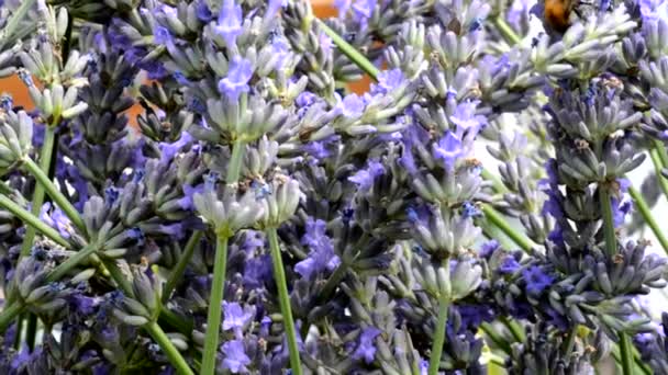 Insectos en Lavandula — Vídeos de Stock