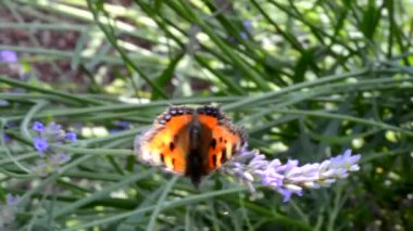 Kelebek Lavandula üzerinde