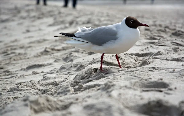 Paloma en la playa de Zingst, Darss, Alemania —  Fotos de Stock