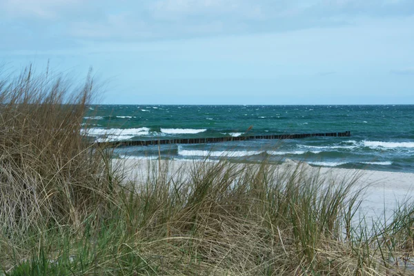 Groyne i Zingst, Darss, Tyskland - Stock-foto