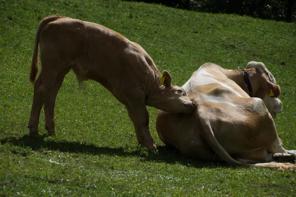 Vacas em Carinthia, Áustria — Fotografia de Stock