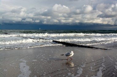 Martılar ya da martılar Lari alt bölgesindeki Laridae familyasının deniz kuşlarıdır..