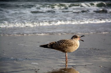 Martılar ya da martılar Lari alt bölgesindeki Laridae familyasının deniz kuşlarıdır..