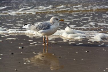 Martılar ya da martılar Lari alt bölgesindeki Laridae familyasının deniz kuşlarıdır..