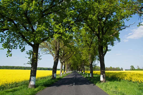 Statlig väg på våren, Tyskland — Stockfoto