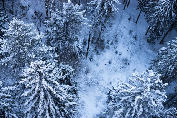 Tanne im Winter — Stockfoto