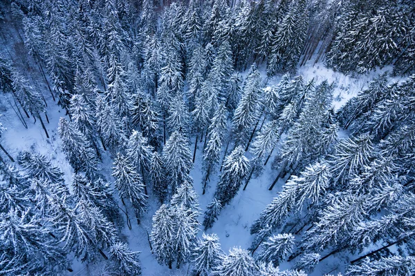 Abeto no inverno — Fotografia de Stock