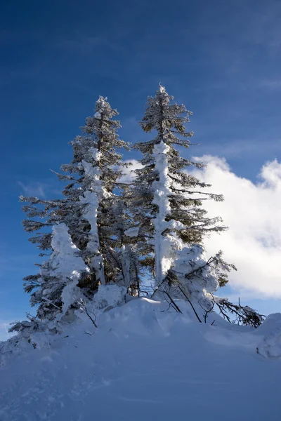 Tanne im Winter — Stockfoto