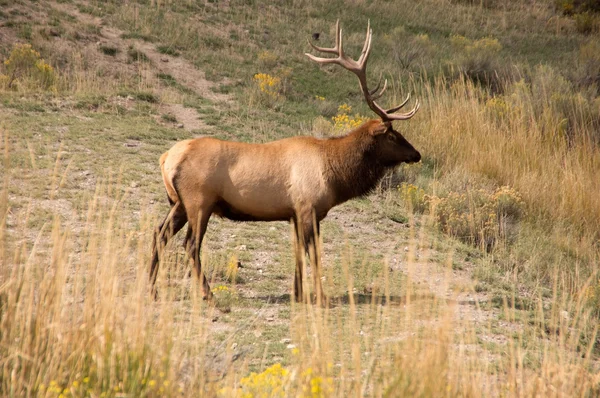 Yellowstone National Park, USA — Stock Photo, Image