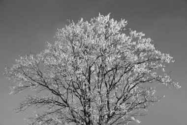 Kar, siyah ve beyaz ile ağacı