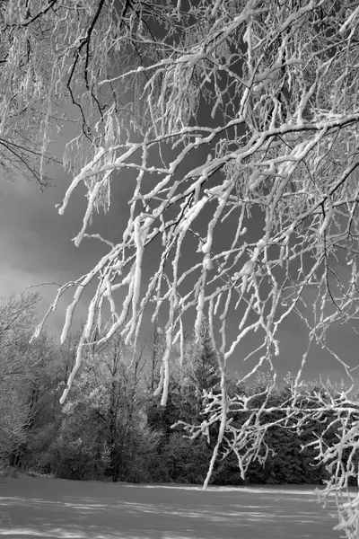 Tree with snow, Black&White — Stock Photo, Image
