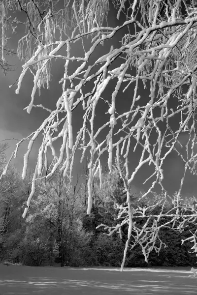 Tree with snow, Black&White — Stock Photo, Image