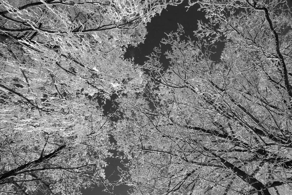 Árvore com neve, preto e branco — Fotografia de Stock