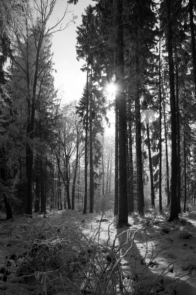 Kar, siyah ve beyaz ile orman — Stok fotoğraf