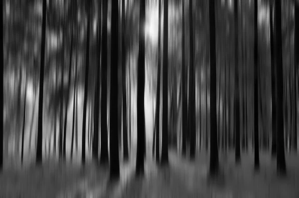 Floresta com neve, preto e branco — Fotografia de Stock