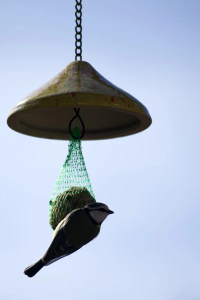 Tomtit... — Fotografia de Stock