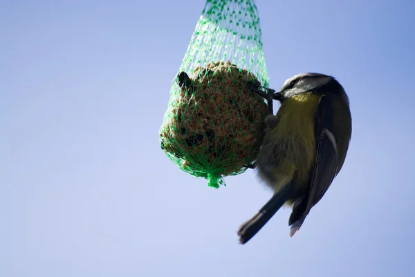 Tomtit... — Fotografia de Stock