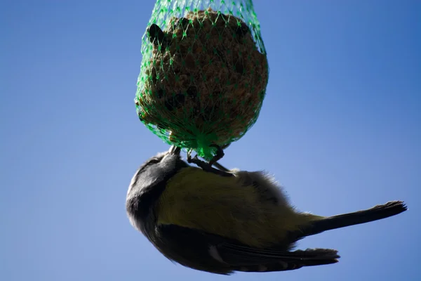 Tomtit... — Fotografia de Stock