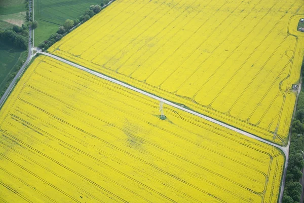 Rape Field — Stock Photo, Image