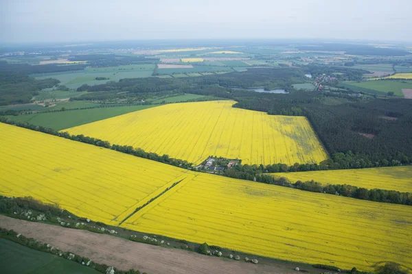 Rape Field — Stock Photo, Image