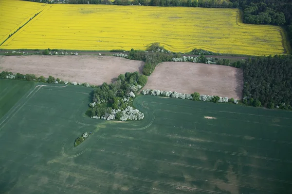 Rape Field — Stock Photo, Image