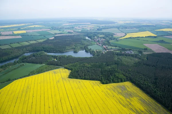 Rape Field — Stock Photo, Image