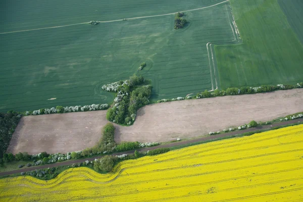 Rape Field — Stock Photo, Image