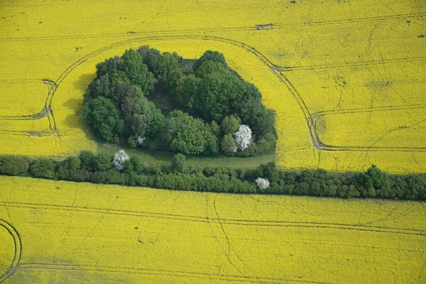 Rapsfeld — Stockfoto