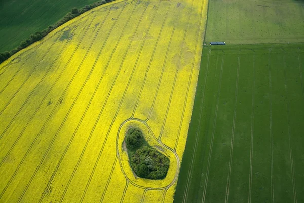 Rapsfeld — Stockfoto