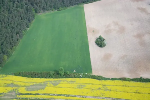 Rape Field — Stock Photo, Image