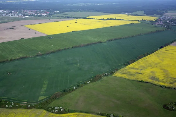 Rape Field — Stock Photo, Image