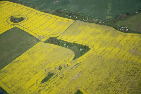 Rape Field — Stock Photo, Image