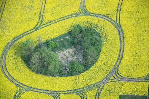 Rapsfeld — Stockfoto