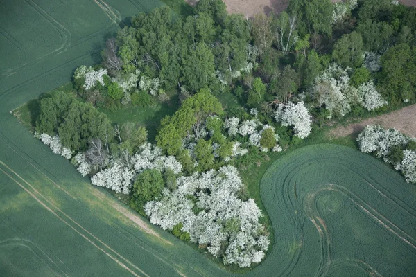 Fields and Meadows, Brandebourg, Allemagne — Photo