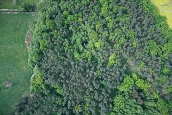森林，德国勃兰登堡州 — 图库照片