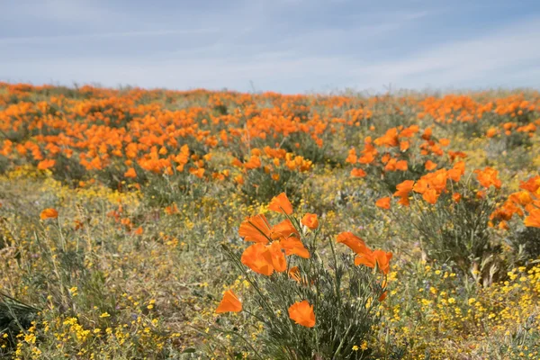Antilop Vadisi'nde haşhaş rezerv, California, ABD