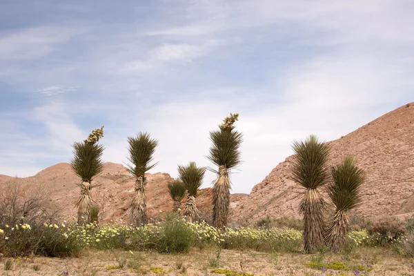 Red Rock Canyon State Park, Калифорния, США — стоковое фото