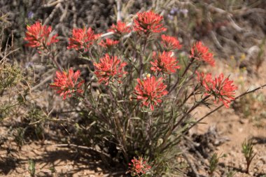 Alabama Hills, ölüm Vadisi Np, Kaliforniya ABD