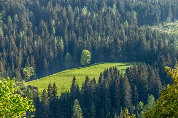 Les, Korutany, Rakousko — Stock fotografie